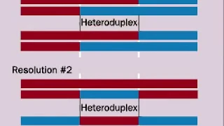 Genetic Recombination During Meiosis | Hetroduplex | Chiasma | Holliday Structure