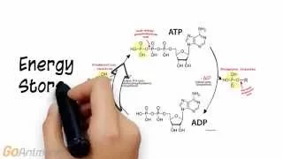 ATP Phosphocreatine System Overview (V2.0)