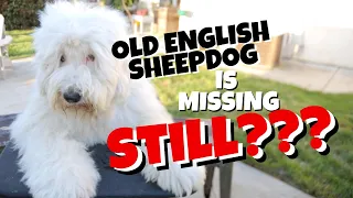 Where's Wallace?⎢Old English Sheepdog Found? Missing? Taken? Vanished?⎢Ed&Mel