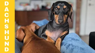 Hilarious Sausage Dog video Compilation Try To Not Laugh Deckel Weiner Dog Puppies miniature Dog