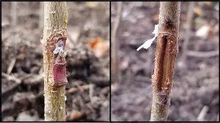 Winter Results - Chip Bud Grafting Peach Trees