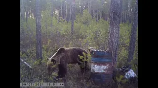 медведь пришёл на приваду и попал на фотоловушку.