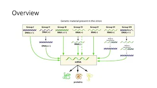 Baltimore Scheme- Viral Classification System