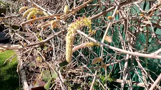 Wisteria Blooms Time Lapse Over 4 Days