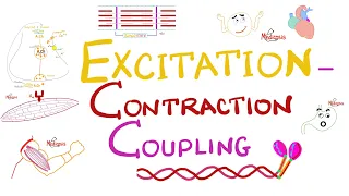 Excitation- Contraction Coupling | Muscle Physiology 💪