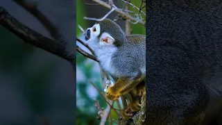 Just_a_some_clips_of_mammals_being #animals #viral #shortsfeed #nature