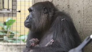 The Wait is Over - Baby Gorilla