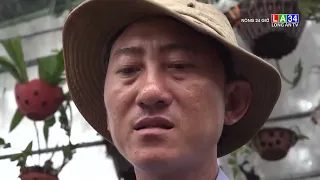 Anh nông dân ở Tiền Giang bất ngờ thu tiền tỷ nhờ trồng sâm quý trong chậu