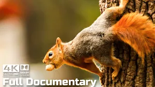 The Secret Life of The Red Squirrel | Wild Animals Documentary 4K With Calming Music