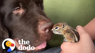 Baby Chipmunk Burrows Into Giant 115-Pound Dog's Fur | The Dodo