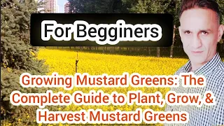 Begginners HomeGardeners Should Grow Mustard ,ITS EASY !