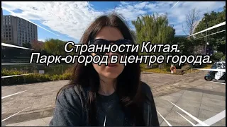 Странности Китая. Парк-огород в центре города и много необычного.