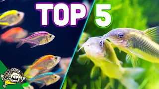 Top 5 Aquarium Schooling Fish - Best Beginner Schooling Fish