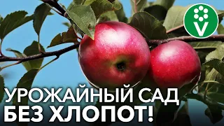 САМЫЕ НЕПРИХОТЛИВЫЕ ПЛОДОВЫЕ КУЛЬТУРЫ! Минимум ухода - максимум урожая