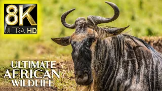 8K African Animals: Ultimate African Wildlife With Real Sounds - 8K ULTRA HD / 8K TV