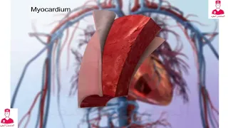 جدار القلب (عضله القلب) || cardiac muscle