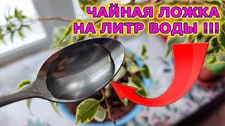 Одна Чайная Ложка На Литр Воды Творит Чудеса! Растения Поперли В Рост На Глазах! Цветоводство!