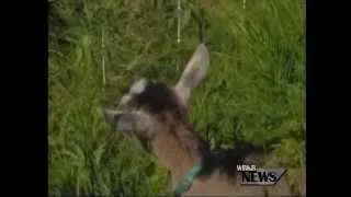 WBKB-TV: Detroit City Leaders Ban Grazing Goats