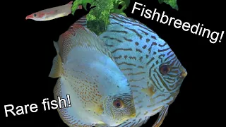 FISHROOM TOUR of Daniel and Sebastians fishroom! Part. 1