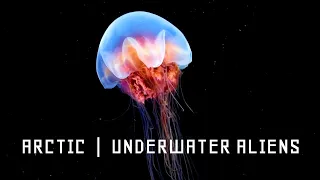 Arctic: Underwater Creatures | Full Documentary