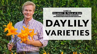 Daylily Varieties