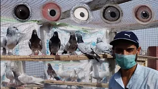 Highflyer Pigeons Setup Visit 😍 Silver Bajrahi Ambarsirey Moti Wale Shahjahapuri Slatey Pigeons 😀