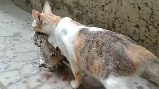 Mother Cat Adopting And Feeding Orphan Kittens She Is Carrying Kitten To Her House