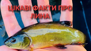 Що Ви знаєте про рибу лин? Моє зариблення лином!