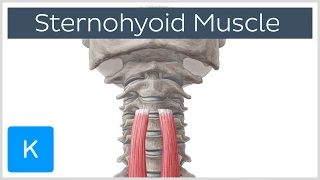 Origin and Insertion of the Sternohyoid Muscle - Human Anatomy | Kenhub