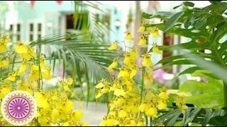 Beautiful Flower Garden Japan for Nature Relaxation/Cinematic Vlog/Japanese Gardening Walking Tour