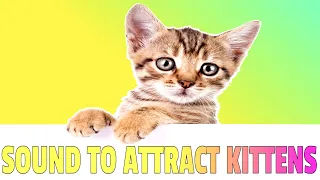 Sounds that attract Kittens | Meow to make kittens come to you