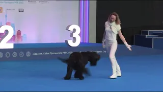 Танцы с собаками. Ильина Полина  и Русский Черный Терьер Парма. Евразия 2021