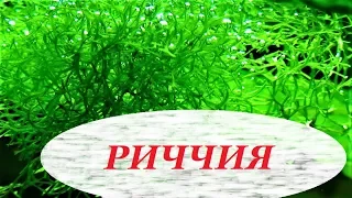 Риччия плавающая в аквариуме, как прикрепить на дне, камне, содержание, размножение, амано.