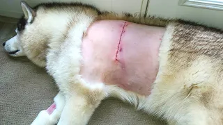 Giant Lipoma surgically removed from beautiful Husky.