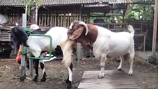 Helping Farmer crosses boer goat with indigenous goat | Goat farming in village