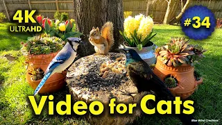 4K TV For Cats | Hangin' with the Hens and Chicks | Bird and Squirrel Watching | Video 34
