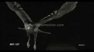 Raven Slow Motion against Black Screen Shot on Phantom HD Gold - 3 Shots