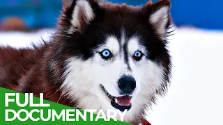 Animal's Super Senses - The Sixth Sense | Free Documentary Nature