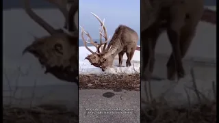 this deer got another deer's head stuck on its antlers