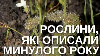 Нові види рослини: пальма квітує під землею, орхідея з вулкана та єдина в світі валеріана-епіфіт