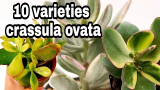 #best crassula ovata/most beautiful jade plants varieties