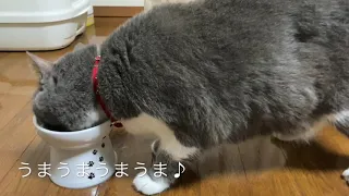 トムは超！便秘猫