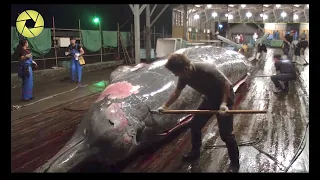 Most Incredible Fish Cutting Skill In World History