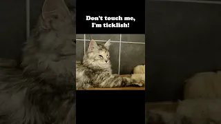 When a Kitten Touches Her Dad