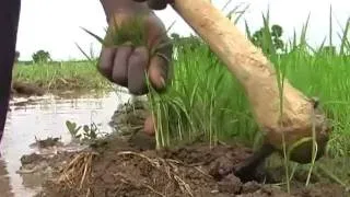 Rice transplanting