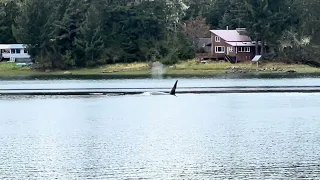 Watching Orcas from our Front Deck