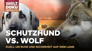 HERDENSCHUTZ-KONFLIKT: Wolfschutz vs. Lärmschutz auf ländlichem Hof sorgt für Unruhe | WELT Magazin