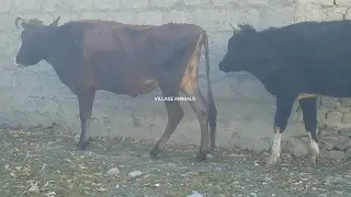 Shandar Bull and cow | Village Animals |