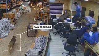 Shocked employees survive through wild boar attack