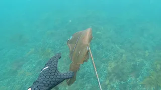 Spearfishing HUGE Squid Victoria, Australia